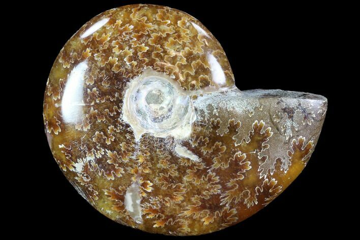 Polished, Agatized Ammonite (Cleoniceras) - Madagascar #88107